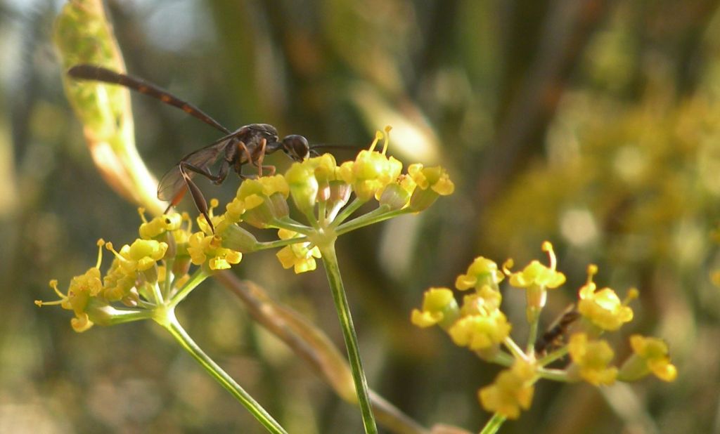 Gasteruption padani: G. cf. minutum e G. sp., maschi